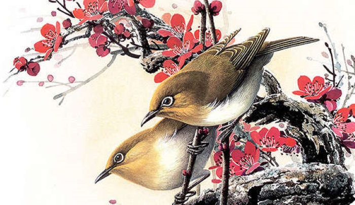 chim-hy-thuoc Chim Hỷ thước